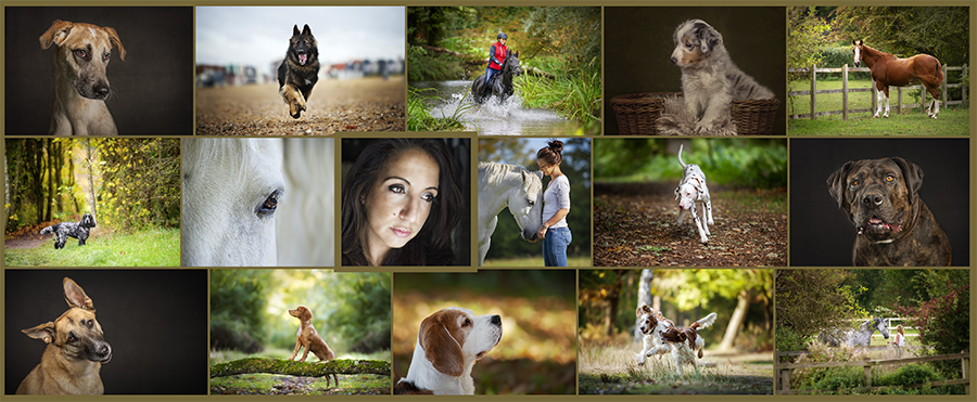 Pet Photography Collage Web