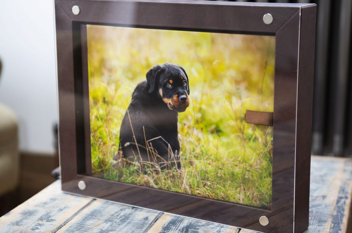 Handcrafted Album For Pet Photography