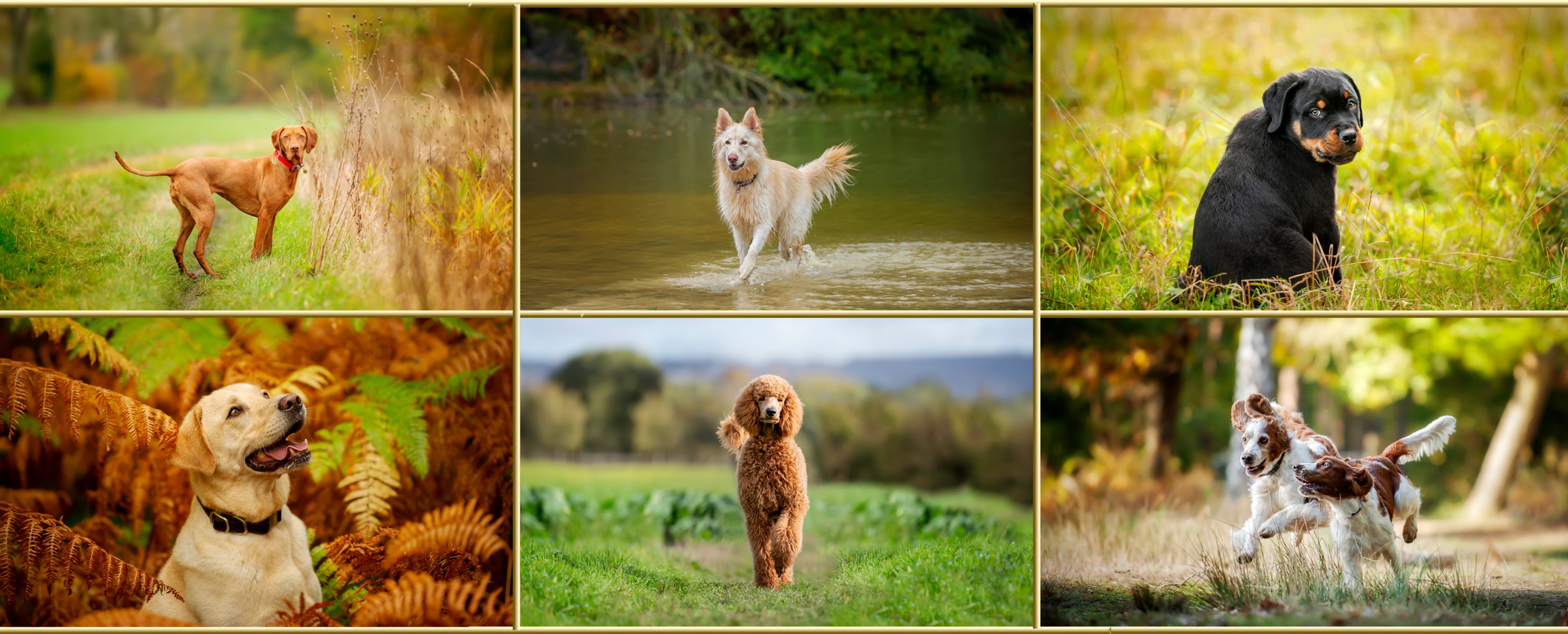 Dog Photography Event May 2021