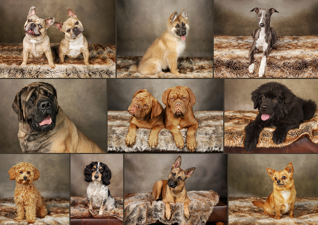 Dog Show Portraits. Dog Photographs
